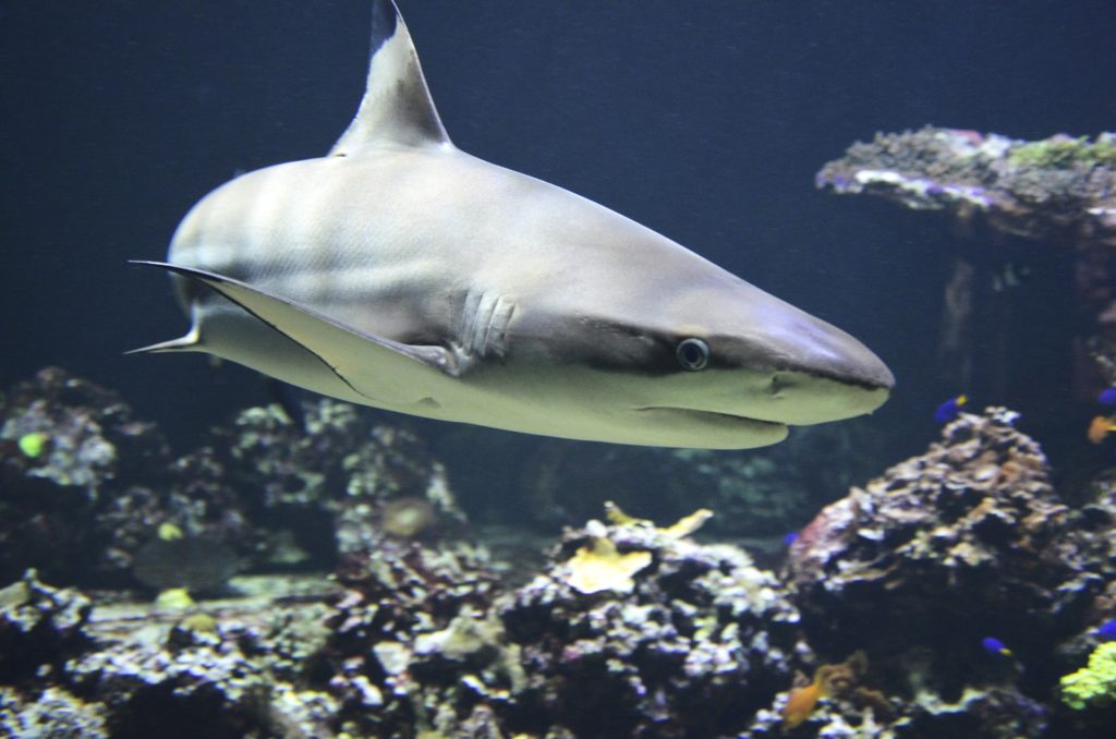 shark cool wearable technology